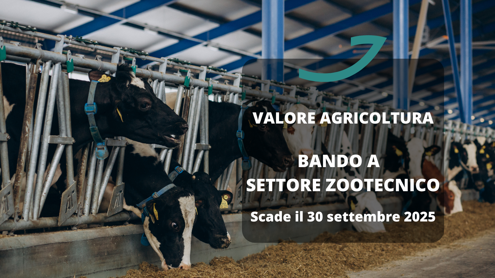 valore agricoltura bando zootecnia